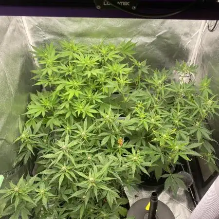 Tropicanna Poison / Diablo Rojo XL Auto