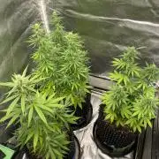 WurlzF1 / Wedding Glue / Gushers