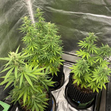WurlzF1 / Wedding Glue / Gushers