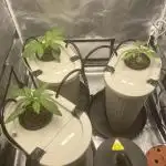 DWC Hydro SC BC 24K