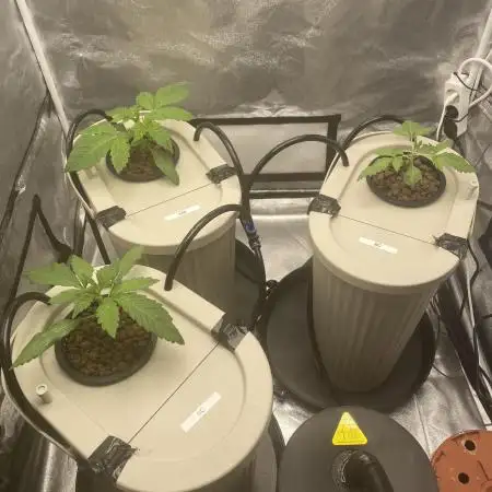 DWC Hydro SC BC 24K
