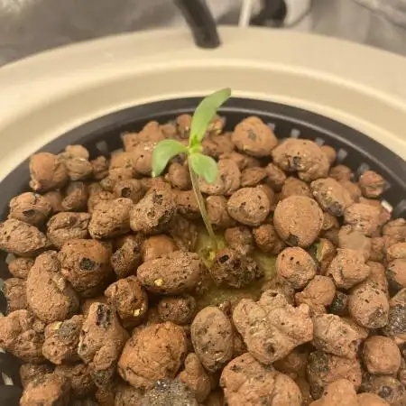 DWC Hydro SC BC 24K