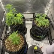 WurlzF1 / Wedding Glue / Gushers