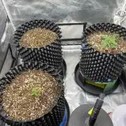 WurlzF1 / Wedding Glue / Gushers