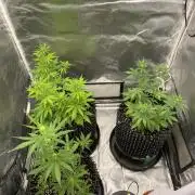WurlzF1 / Wedding Glue / Gushers