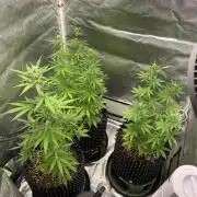 WurlzF1 / Wedding Glue / Gushers