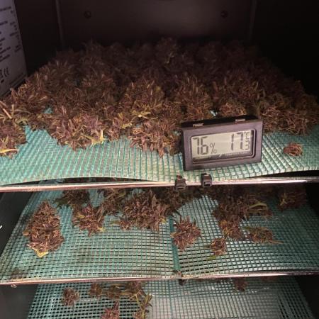 Tropicanna Poison / Diablo Rojo XL Auto