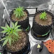 Hella Jelly/Black Runtz/Sw.Mand.Skittlez