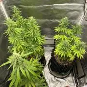 WurlzF1 / Wedding Glue / Gushers