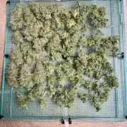 WurlzF1 / Wedding Glue / Gushers