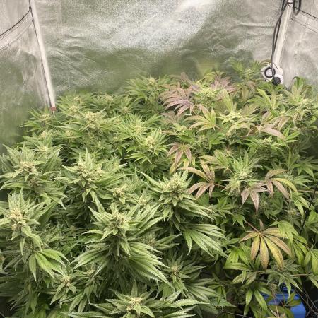 DWC Hydro SC BC 24K