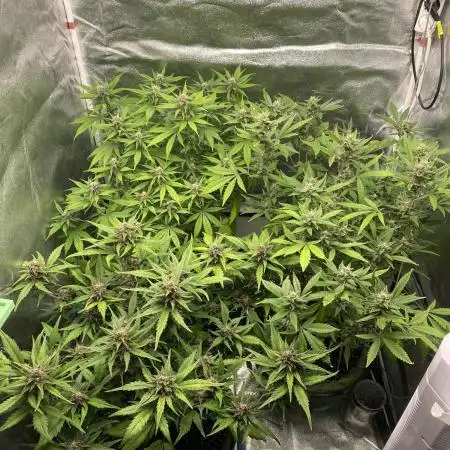 Tropicanna Poison / Diablo Rojo XL Auto