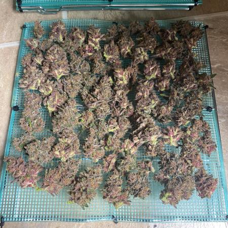 Tropicanna Poison / Diablo Rojo XL Auto