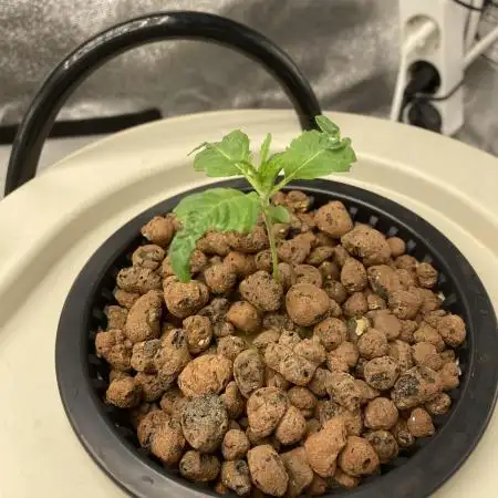 DWC Hydro SC BC 24K