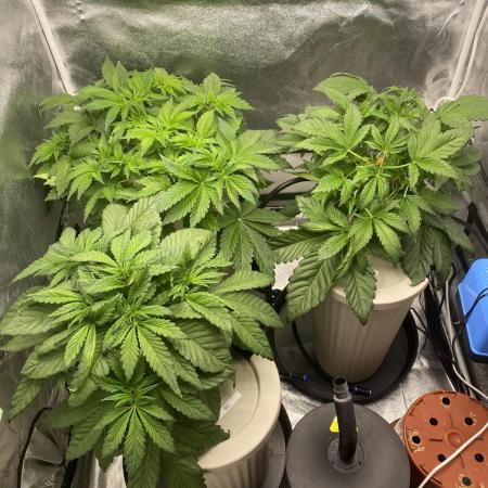 DWC Hydro SC BC 24K