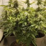 First Report (Zamnesia Sunset Sherbet Auto)