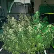 Blue gelato 41 #2 indoor