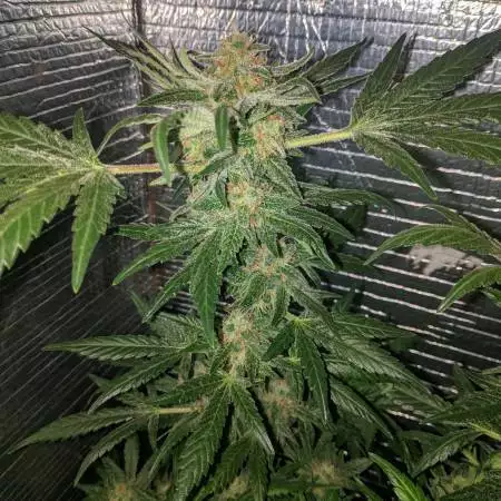 DOUBLE Royal Gorilla Automatic