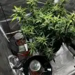 Jack Herer Auto bubbler bucket #1
