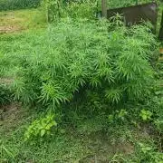 VALTIREGREEN