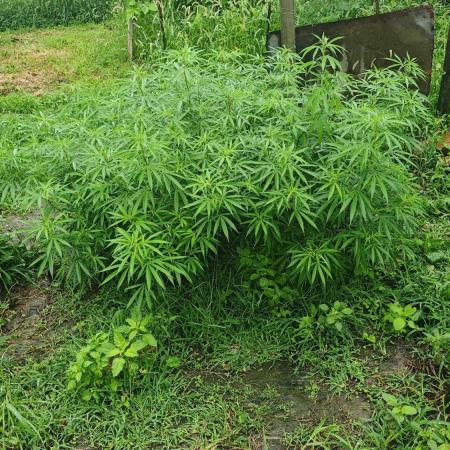 VALTIREGREEN