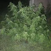 VALTIREGREEN