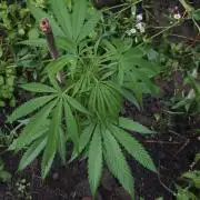 VALTIREGREEN