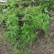 VALTIREGREEN