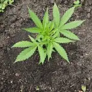 VALTIREGREEN
