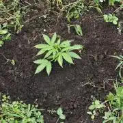 VALTIREGREEN