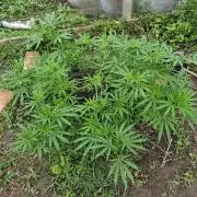 VALTIREGREEN