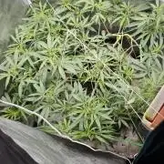 VALTIREGREEN