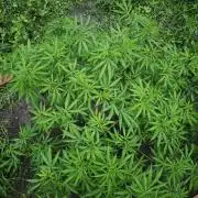 VALTIREGREEN