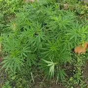 VALTIREGREEN