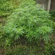 VALTIREGREEN