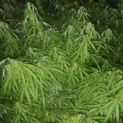 VALTIREGREEN