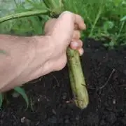 VALTIREGREEN
