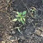 VALTIREGREEN