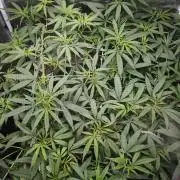 VALTIREGREEN