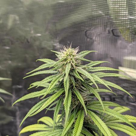 CBD Mazar
