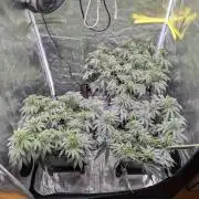 F032 The Blue Zushi Hybrid (Test Strain)