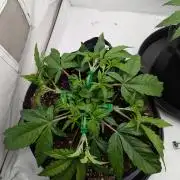 #16 Sour Fruit Tartare