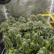 CBD Mazar