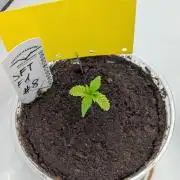 #8 Sour Fruit Tartare