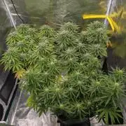 F032 The Blue Zushi Hybrid (Test Strain)