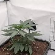 F025 White Sweet Candy OG One