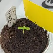 #16 Sour Fruit Tartare