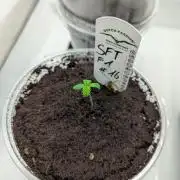 #16 Sour Fruit Tartare