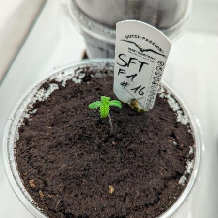 #16 Sour Fruit Tartare