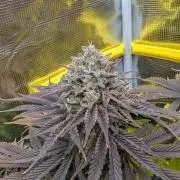 F032 The Blue Zushi Hybrid (Test Strain)